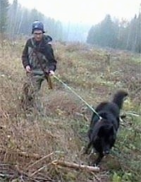 Belgium Shepherd pulling a person through a wooded area