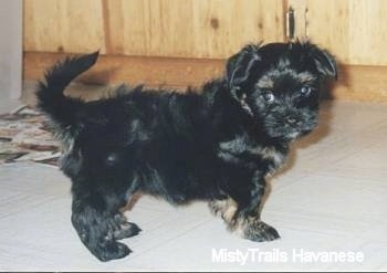 A black with tan Havanese puppy is standing on a white tiled floor with a wooden cabinet behind it.