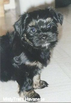 Front upper body shot - A black with tan Havanese puppy is standing on a white tiled floor.