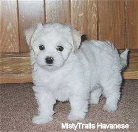 A white Havanese puppy is standing on a tan carpet in front of a wooden cabinet
