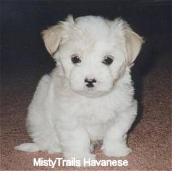A white Havanese puppy is sitting on a tan carpet