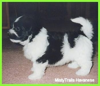 Left Profile - A white and black Havanese puppy is standing on a tan carpet. There is a lime green border around the image.