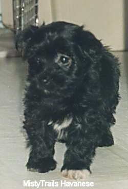 A black with white Havanese puppy is standing on a white tiled floor looking to the left