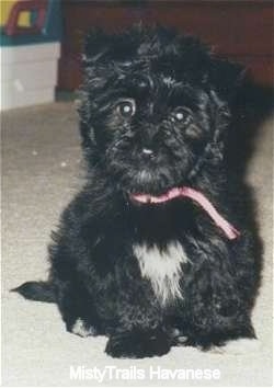 A black with white Havanese puppy is wearing a pink collar sitting on a carpet and looking forward