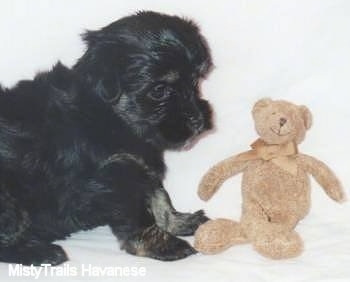 A black Havanese puppy is sitting in front of a brown teddy bear