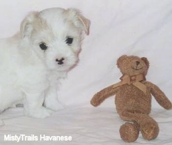 A white Havanese puppy is sitting in front of a brown teddy bear