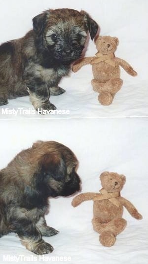 Top photo - A tan with black Havanese puppy is sitting in front of a brown teddy bear. Bottom photo - A tan with black Havanese puppy is looking at the brown Teddy bear