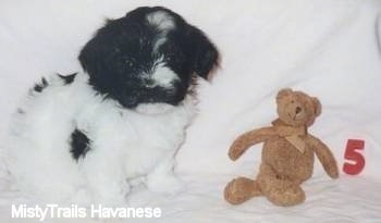 A white with black Havanese puppy is sitting in front of a brown teddy bear. The teddy bear is next to a red number 5 