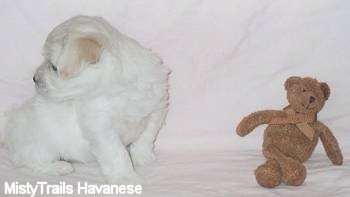 A white with tan Havanese puppy is sitting against a white backdrop and looking behind itself. There is a brown teddy bear in front of it