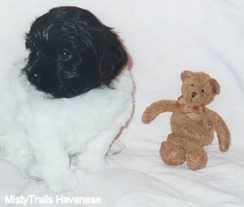 A white with black Havanese is sitting on a white backdrop and looking to the left with a brown Teddy Bear in front of it