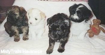 Four Havanese puppies are sitting on a white backdrop with a brown teddy bear to the right of them.