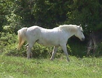 Right Profile - A white Horse is running across a field. It is looking to the right.