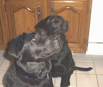Two black Labrador Retrievers are sitting on a tan tiled floor and looking up