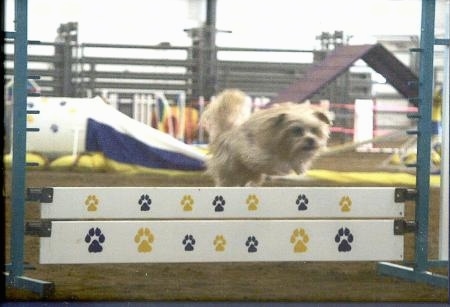 Lindsey the Yorkshire Terrier is jumping over a white agility wall with blue and yello paw prints all over it