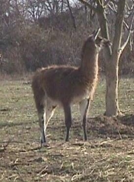 A brown with white Llama is standing in grass and next to a tree. It is looking to the right.