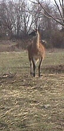 Front view - A brown with white Llama is trotting down a field. It is looking to the left.