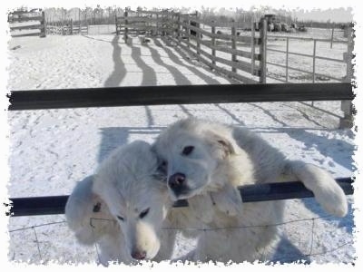 Two white Maremma Sheepdogs are jumped up at a  metal gate of a wooden farm fence.