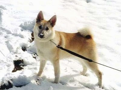 Side view - A perk-eared, tan with white Norwegian Buhund dog is standing in snow with its tail curled up over its back facing the camera.