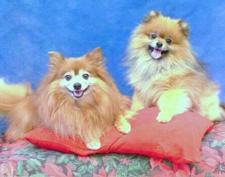 Two brown with white Pomeranians are laying on a red pillow that is on top of a poinsettia table cloth, behind them is a blue backdrop and they are looking forward. They are both happily panting.
