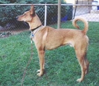 Left Profile - A tan Pharaoh Hound mix is standing in grass. The dogs tail is all the way up and curled over its back. There is a white block under the image that has the words - Mox - overlayed.