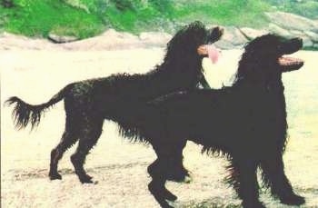 The right side of two shaved wet Portuguese Water Dogs that are standing on a beach and they are looking up and to the right.