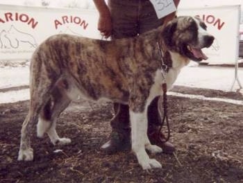 A brindle Portuguese Watchdog is standing across a dirt surface and it is looking to the right at a dog show. Its mouth is open and tongue is out. There is a person standing behind the dog.