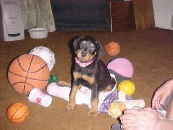 A black and tan Rottweiler puppy is sitting on top of a doll and it is looking forward, its head is slightly tilted to the right. There are various sized toy balls all around it.