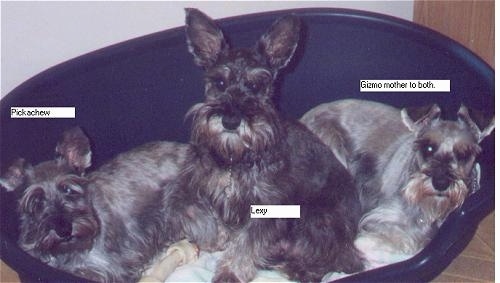 Three Miniature Schnauzers are laying and sitting in a blue dog bed and they are all looking forward.