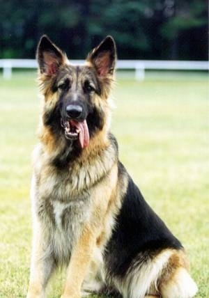 The left side of a large, thick coated, black and tan Shiloh Shepherd that is sitting in grass, it is looking forward, its mouth is open and its big tongue is sticking out.