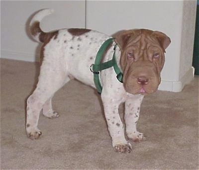 A big headed, white and  tan Chinese Shar-Pei puppy is wearing a green harness, it is standing on a carpet and it is looking forward. It has small folded over ears.