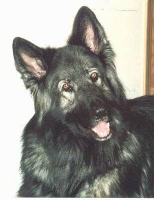 Close up - A black and grey Shiloh Shepherd is standing in a room, its head is slightly tilted to the left, it is looking forward, its mouth is open and it looks like is smiling. The dog is mostly black with a little bit of gray.