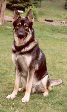 Front view - A black and tan Shiloh Shepherd dog is sitting in grass, it is looking forward, its mouth is open and its tongue is out.