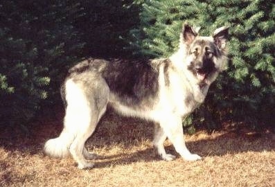 The right side of a black with tan Shiloh Shepherd is standing across brown grass, there are two trees behind it, it is looking forward, its mouth is open and its tongue is out.