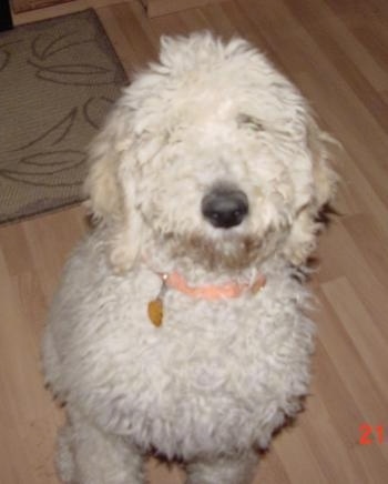 Close up front view - Top down view of a thick, wavy coated, white Standard Poodle puppy sitting on a hardwood floor looking up. The dog has a black nose.