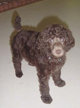 A small, brown Standard Poodle puppy standing across a tan carpeted surface looking up.