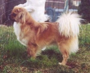 Left Profile - A brown with white and black Tibetan Spaniel dog standing across a grass surface and it is looking out of the fence that it is in. The dog has a brown body with white hair on the underside of its tail that is curled up and fanned out over its back.