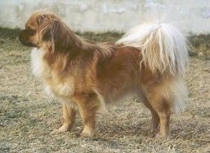 The left side of a brown with white and black Tibetan Spaniel that is standing across brown grass and it is looking to the left. It has long hair on its light colored tail and a short black muzzle.