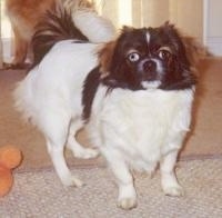 Front side view. A white with black and brown Tibetan Spaniel is standing on a carpeted surface, it is looking up and forward.