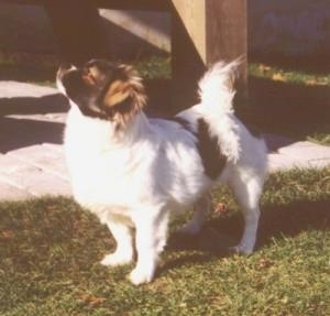 The front left side of a white with black and tan Tibetan Spaniel dog standing across a grass surface, its head is up and it is looking to the left.