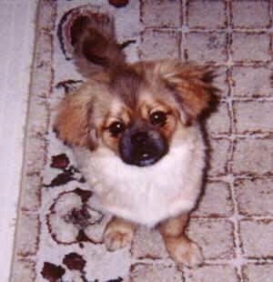 Top down view of a brown with white and black Tibetan Spaniel that is sitting on a rug and it is looking up. The dog has wide round eyes and a black muzzle.