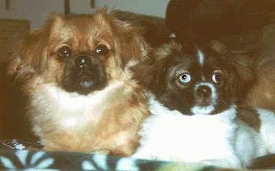 A brown with white and black Tibetan Spaniel dog laying next to a white with black and brown Tibetan Spaniel dog with one blue eye and they both are looking up.