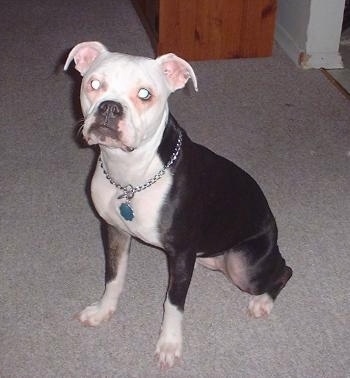 The front left side of a black with white Valley Bulldog that is sitting across a carpeted surface, it is looking up and forward. The dog has rose ears that fold down and out to the sides and a wide chest.