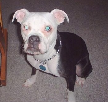 Top down view of a black with white Valley Bulldog that is sitting across a carpet and it is looking up. Its small ears are set wide apart and folded down to the sides. It has a black nose.