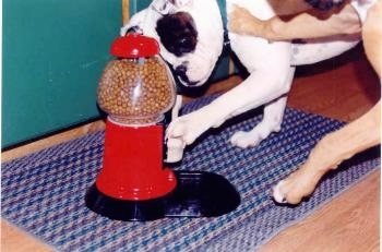 A Valley Bulldog and a Boxer are attempting to both hit the lever of a Yuppy Puuy Treat Machine that is on top of a rug.