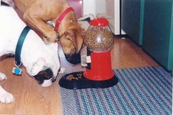 The right side of a brown Boxer that is standing next to a white with brindle Valley Bulldog. They are attempting to eat food out of the bowl of a red Yuppy Puppy Treat Machine.
