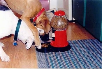 The right side of two dogs attempting to eat food out of the bowl of a Yuppy Puppy Treat Machine that is on a rug.