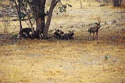 A group of African Wild Dogs are laying under a tree.