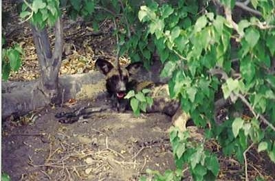 The left side of an African Wild Dog is hidden in the leaves, under a tree.