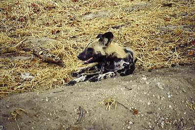 The left side of an African Wild Dog that is laying down outside