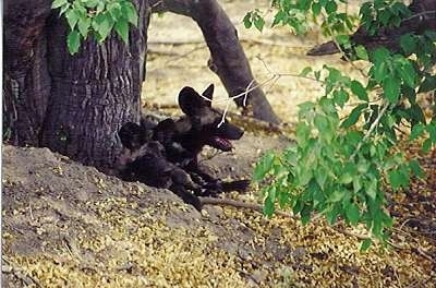 Two African Wild Dogs laying down in front of a tree cluster.